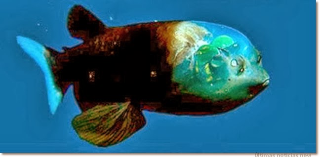 سمكة ماكروباينا Macropinna Cabe%C3%A7a+transparente