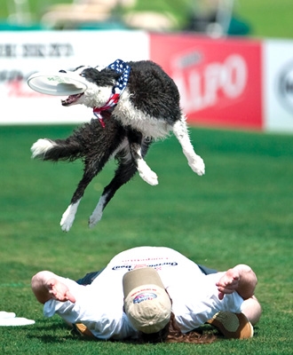Disc Dog ¡Aprende todo sobre este deporte canino!
