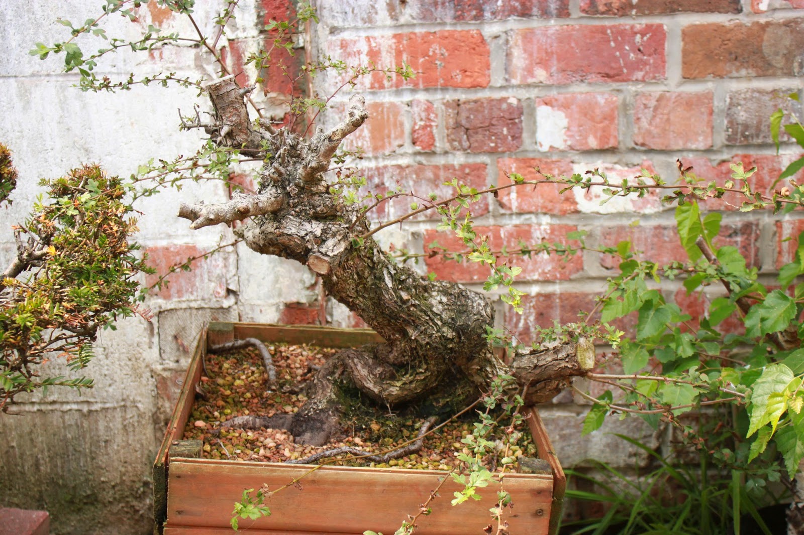 Yamadori Art UK Two Large Hawthorn Yamadori