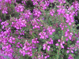 Future Plants By Randy Stewart Heaths Heathers