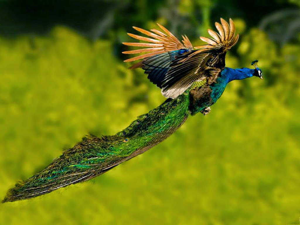 Flying-Peacock-HD-Incredible%2Bphotos-best%2Bpics-amazing%2Bphoto-images%2Bextraordinary-cool%2Bphotography%2Bimages-video-most%2Bfantastic%2Bphotos-pics-pic-free-incredible%2Bpictures-awesome%2Bimages.jpg