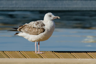 Gaviota cáspica, Larus cachinnans, Caspian gull