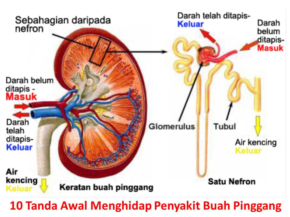 Buah Pinggang - Delima Bio Emas