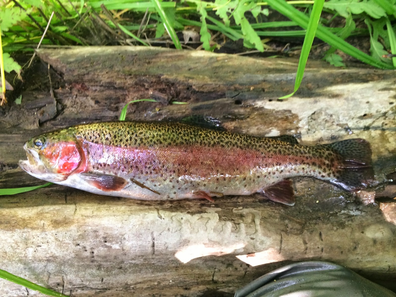 Monster Rainbow Trout at the Quinapoxet River Joe's Fishing Trips