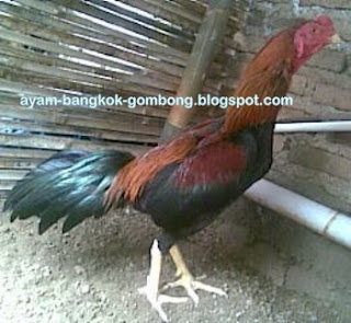 Ayam Bangkok Gombong