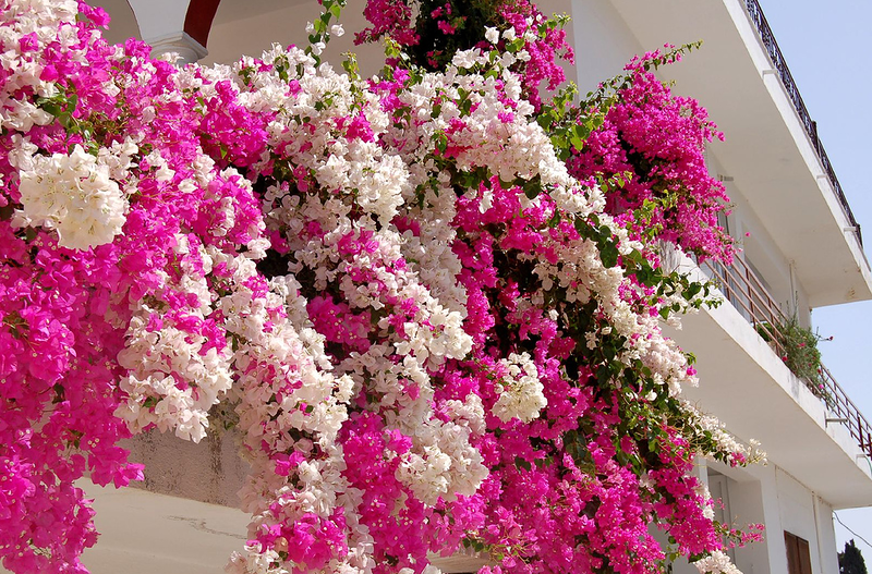 Flores Mexico: BOUGAINVILLEA Y SUS COLORES….