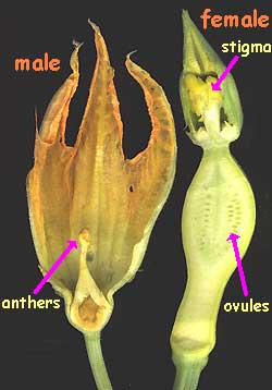 Males Only! Squash+blossom+cross+section+pic