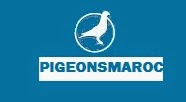 Pigeonsmaroc