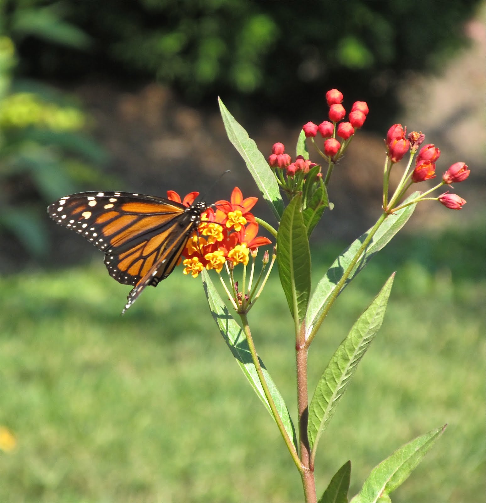 Monarch on Tropical Milkweed (Asclepias Curassavica)