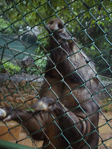 A wild boar enjoying the heavy rains.