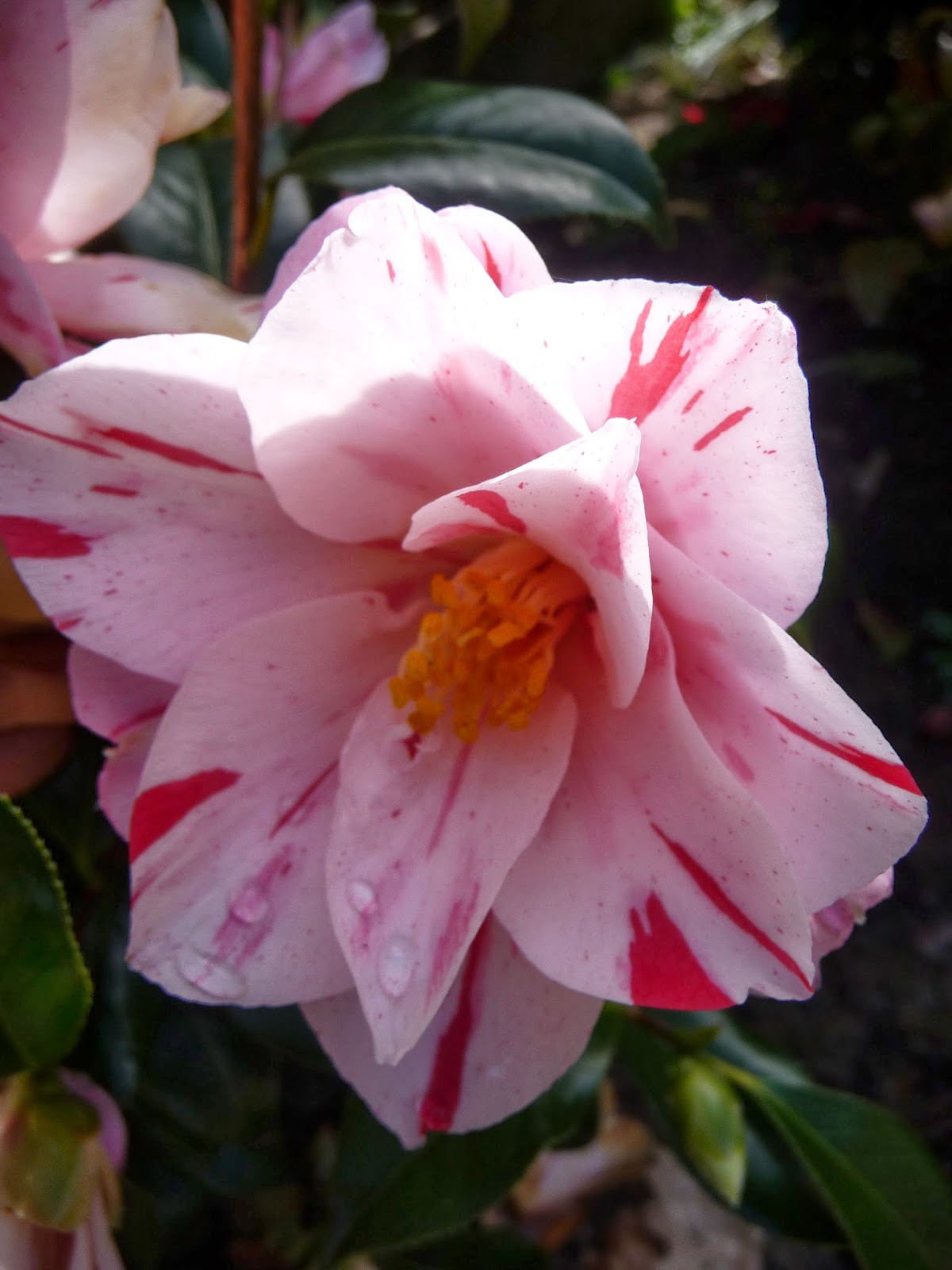 Herbier Du Jardin Decembre 2011