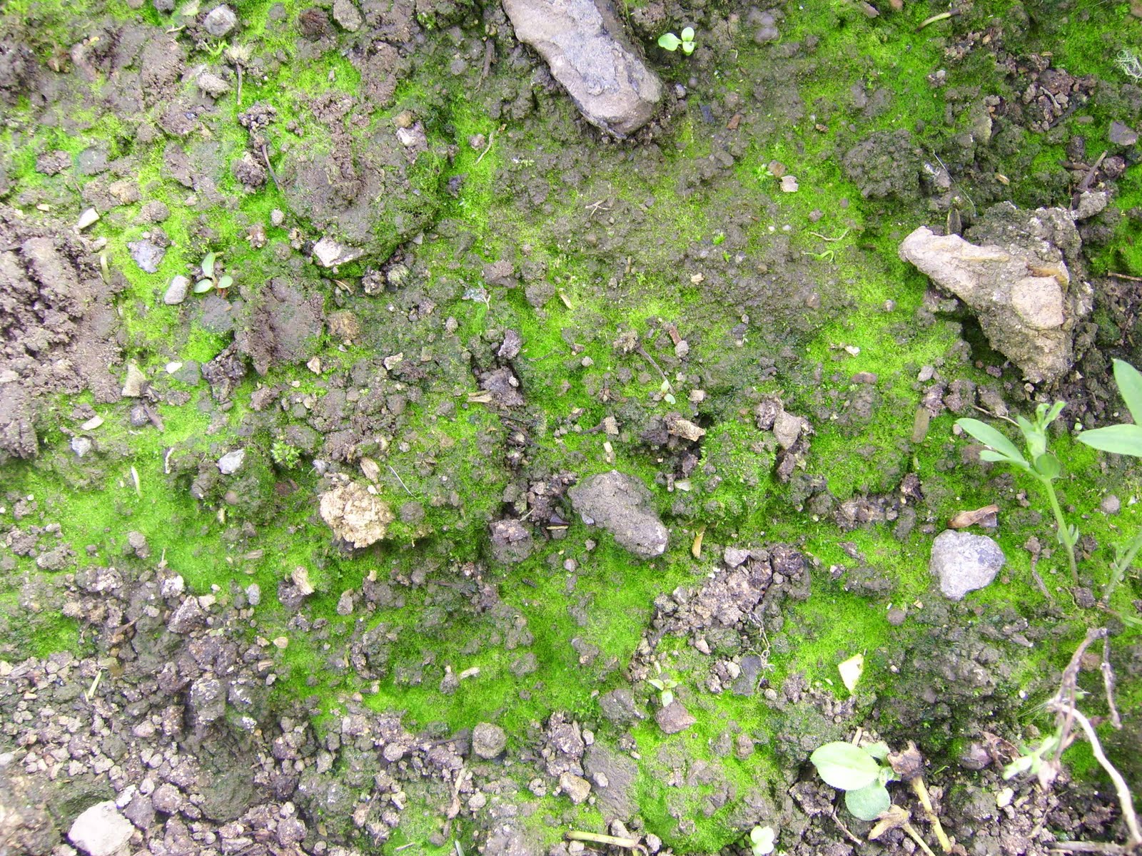 soil algae