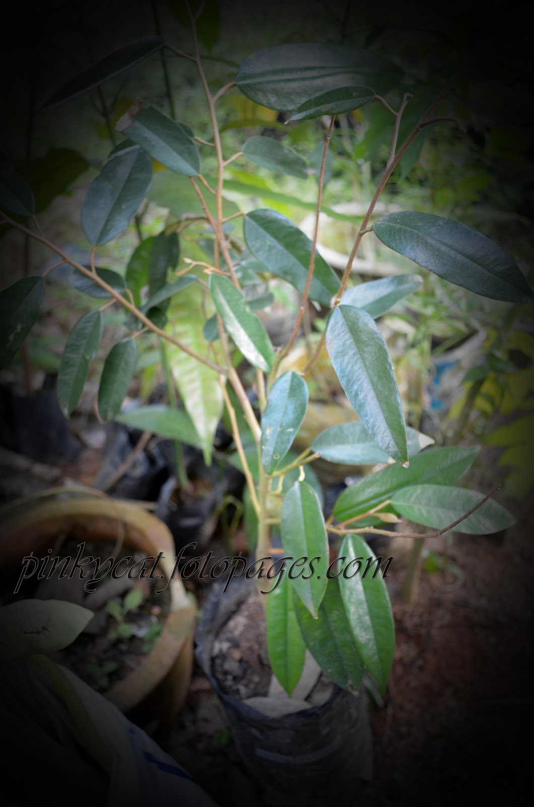 My Life~=~~=~~: ~MuSanG KinG~