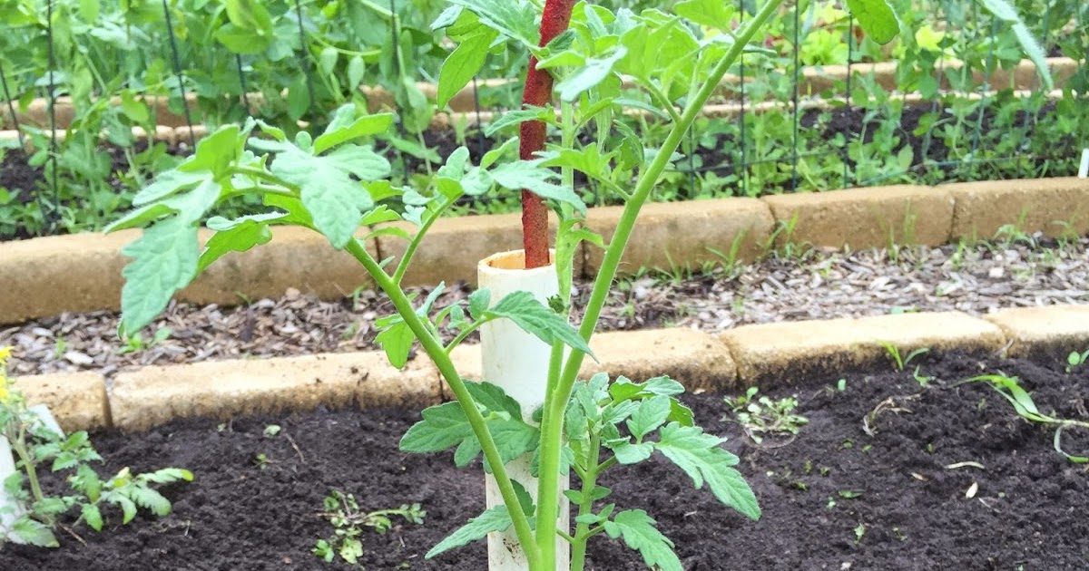 How to plant a tomato plant