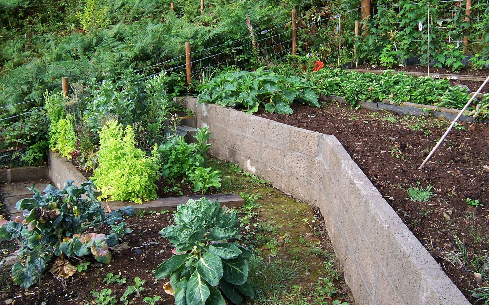 terraced vegetable garden Sloped garden, Terraced vegetable garden