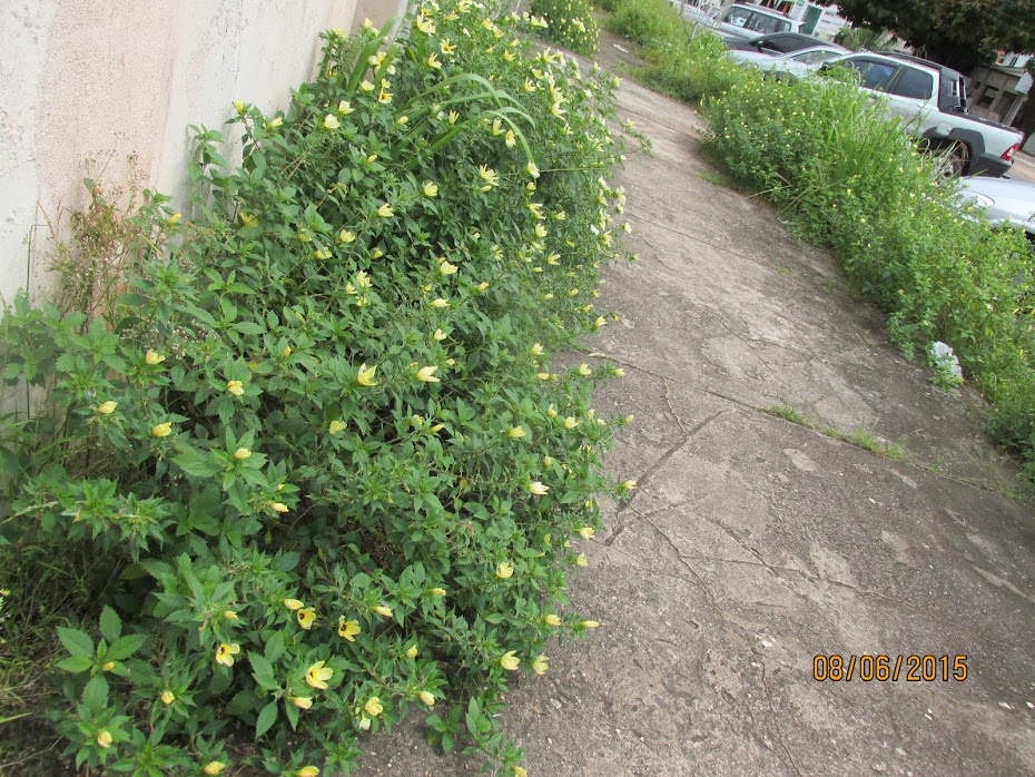 PASSEIO PUBLICO EM MACAPÁ CHEIO DE OBSTRUÇÃO