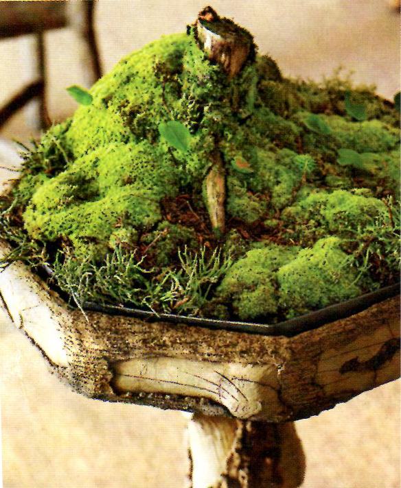 paradis express Moss and Stone Gardens