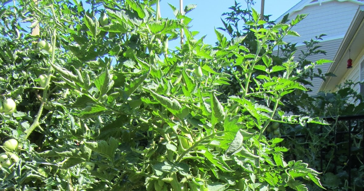 The Rusted Vegetable Garden