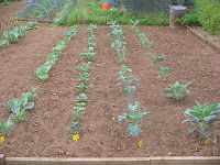 two varities of cabbage, purple sprouting broccolli, brussels