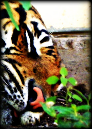 Tiger from Kansas City Zoo
