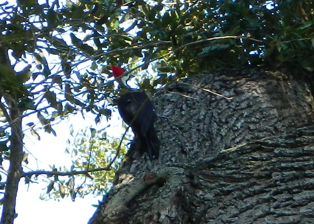 Lise S Log Cabin Life A Woodpecker Snowbirds