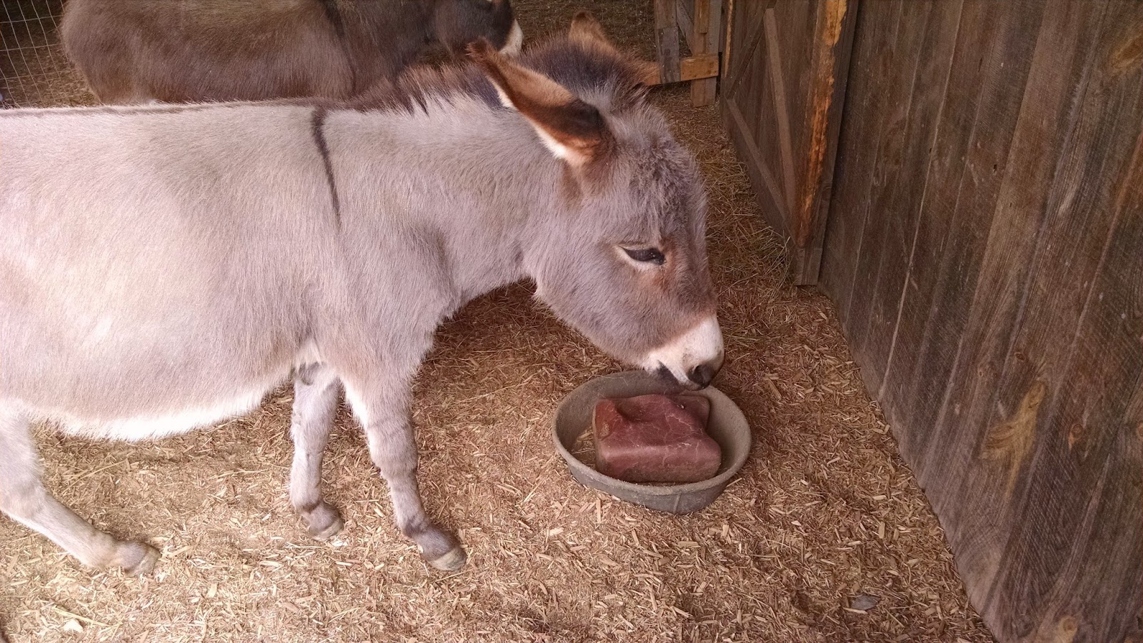 Our Tiny Farm in Western NC Domesticated Horses, Donkeys and Cattle