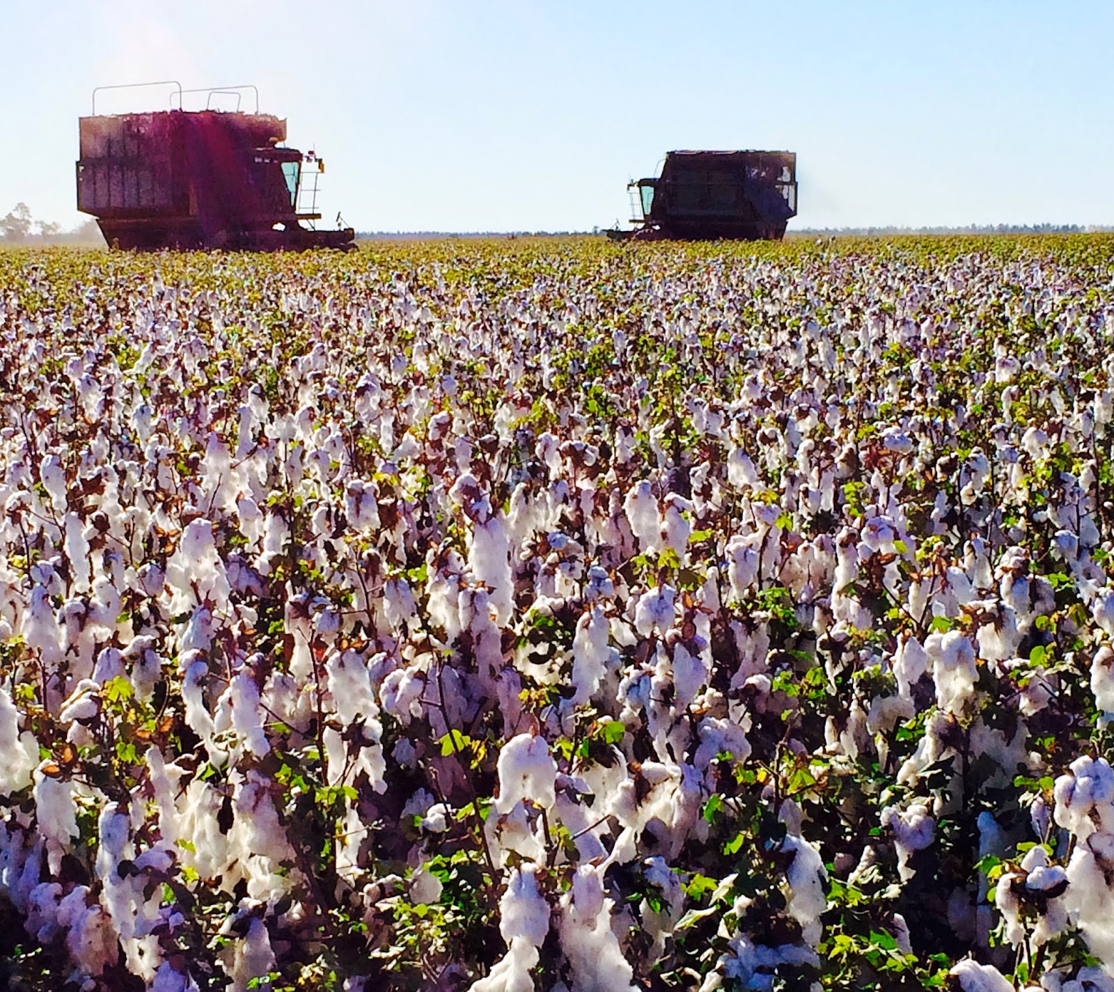 The Darnell Collection 300 Years of Stunning Fashion, Charlotte Smith