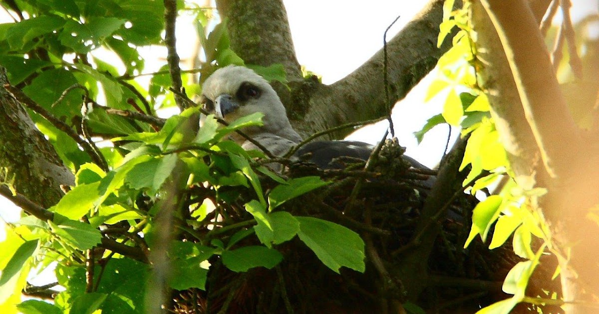 Ohio Birds and Biodiversity Mississippi Kites nest again
