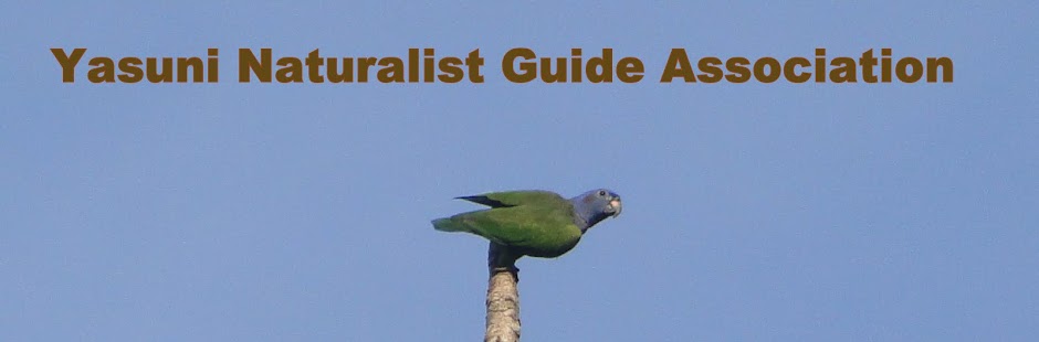 Yasuni Naturalist Guides Association