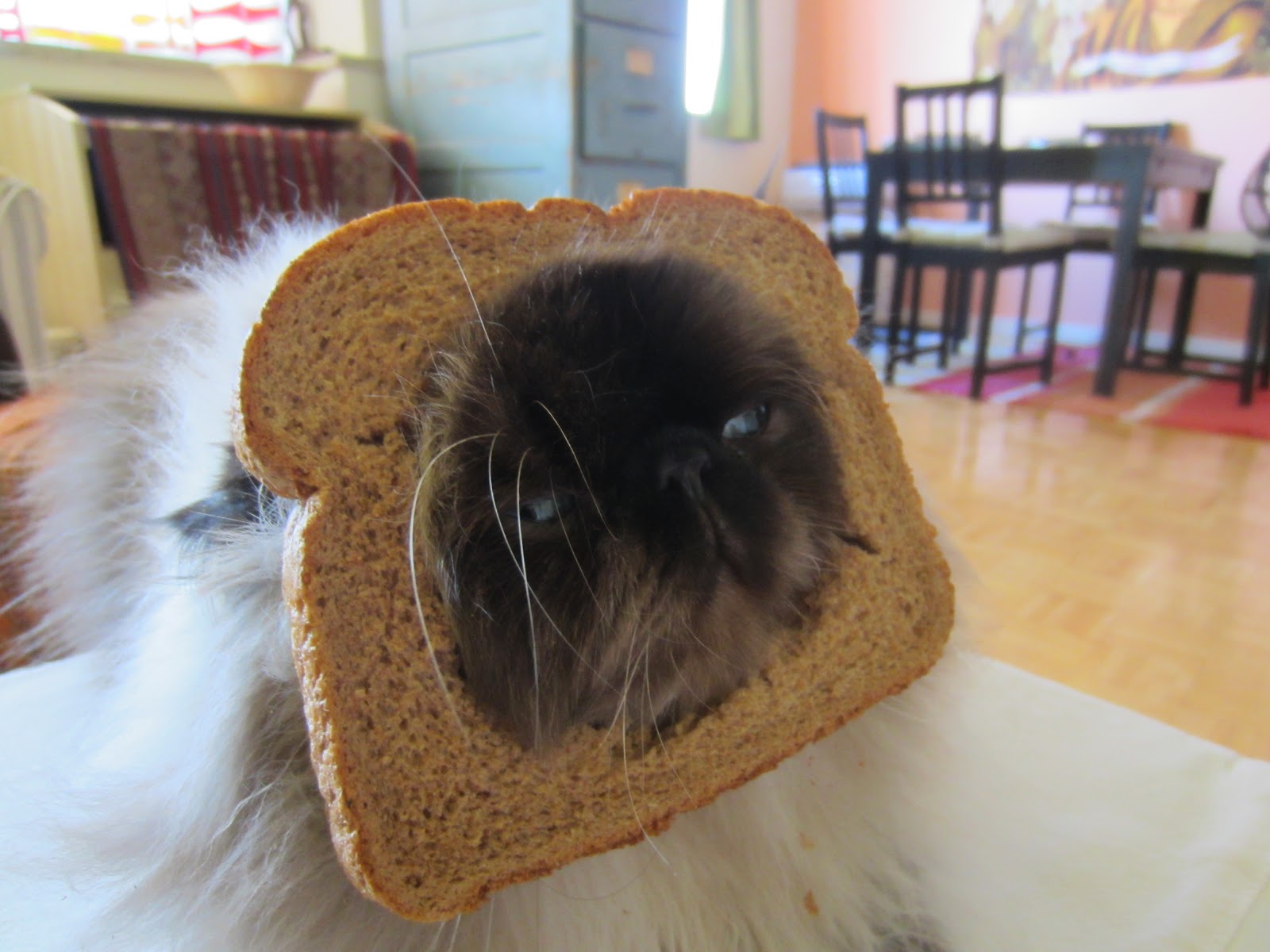 Kitten the Cat My InBread Cat, Kitten