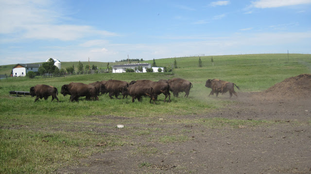 Canadian Rocky Mountain Ranch - Bison