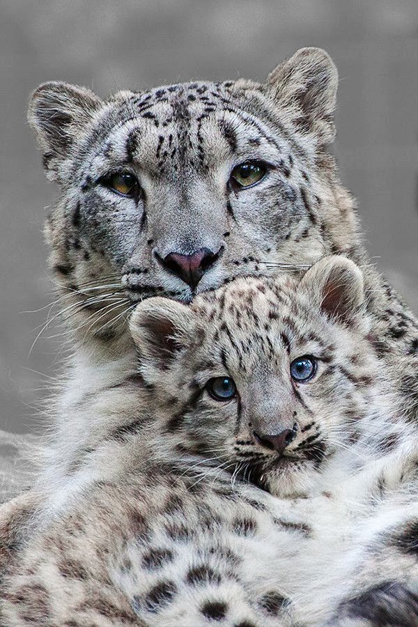List of Pictures: Mother and Son ~ Snow Leopards