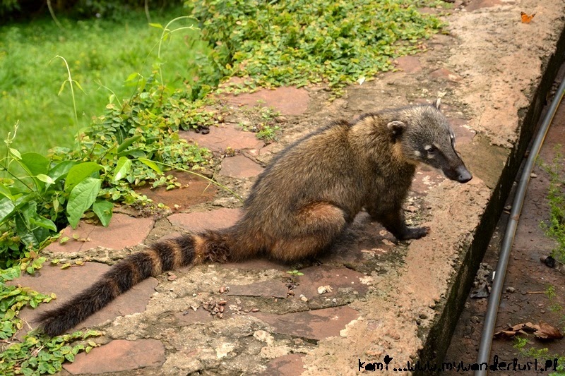 Sunday with Pictures incredible Iguazu Falls, Brazil/Argentina kami