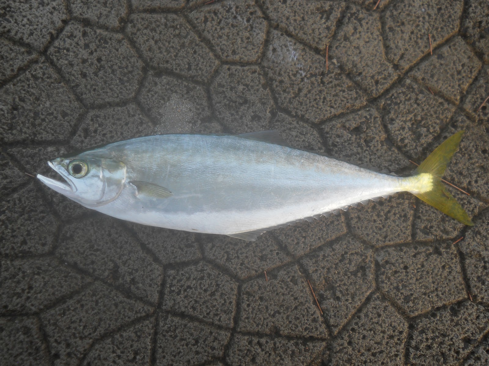 Bait Fish Yellow Tail Pensacola Fishing Forum