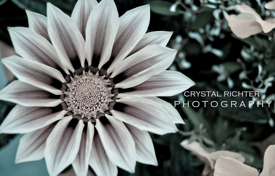 Crystal Richter Photography