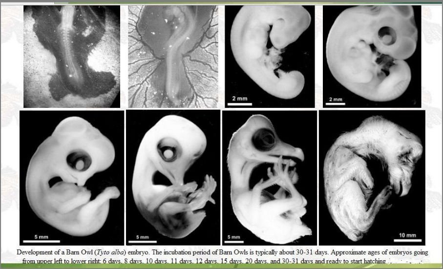 Growth of a Barn Owl Embryo