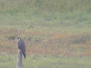 Peregrine Falcon - Aug 2011