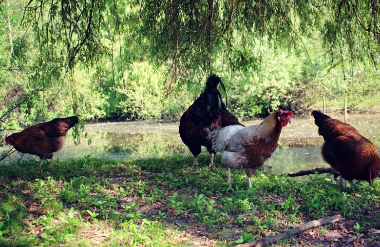 Chickens by the pond