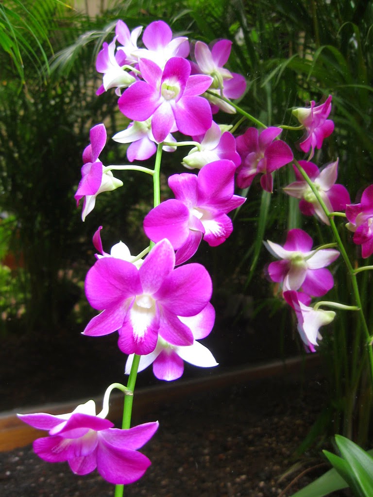 Ciri Ciri Tumbuhan Anggrek Dan Berpembuluh