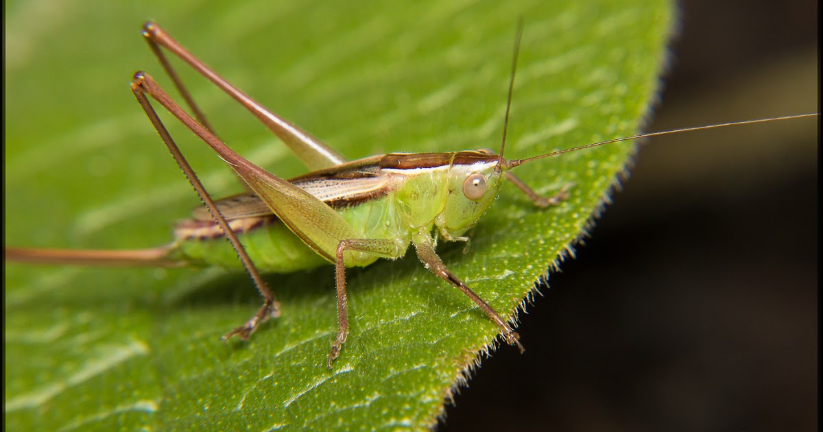 Jumping Jack Tamron365