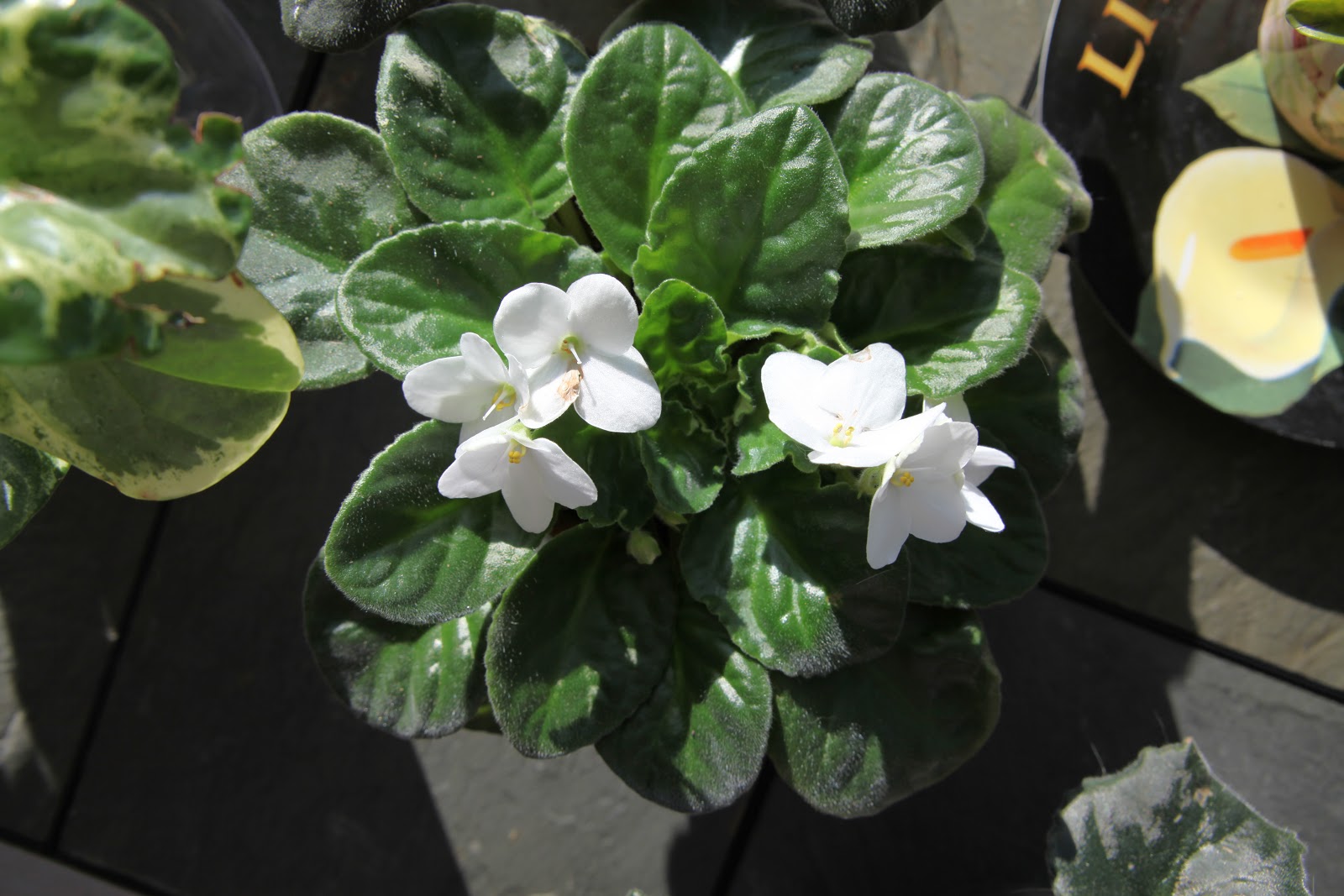Wiese Acres Growing African Violets, part 3 Temperature and Air