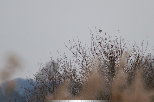 Klapekster - Northern Shrike - Lanius exubitor