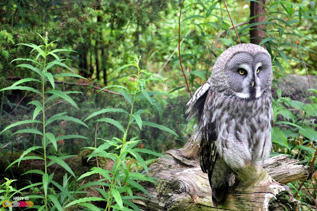 Zoo de Skansen (Stockholm)