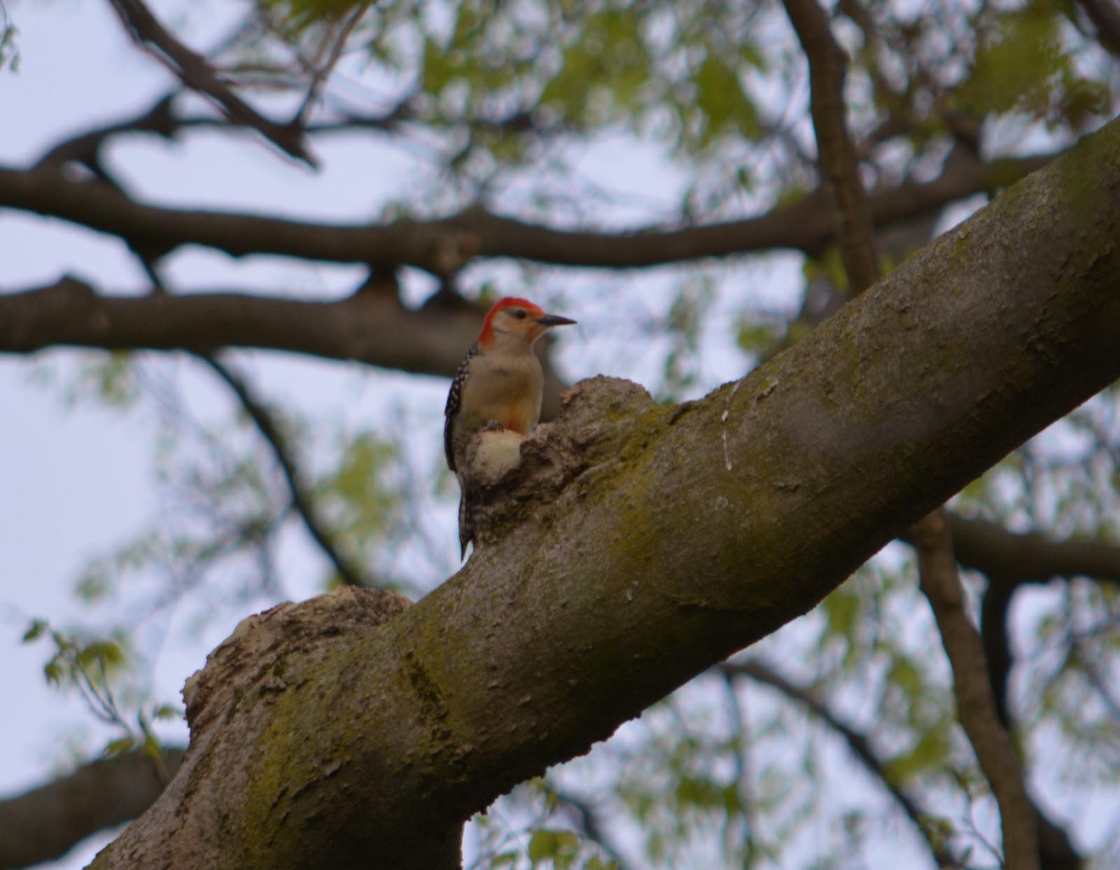 cozy birdhouse | woodpecker