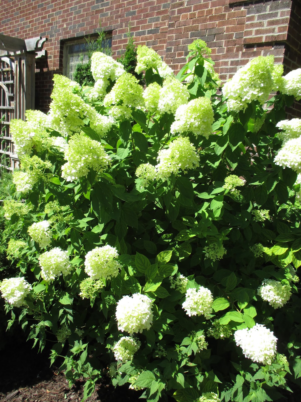 Plant Inventory At 20 Timothy Hydrangea Paniculata Panicle