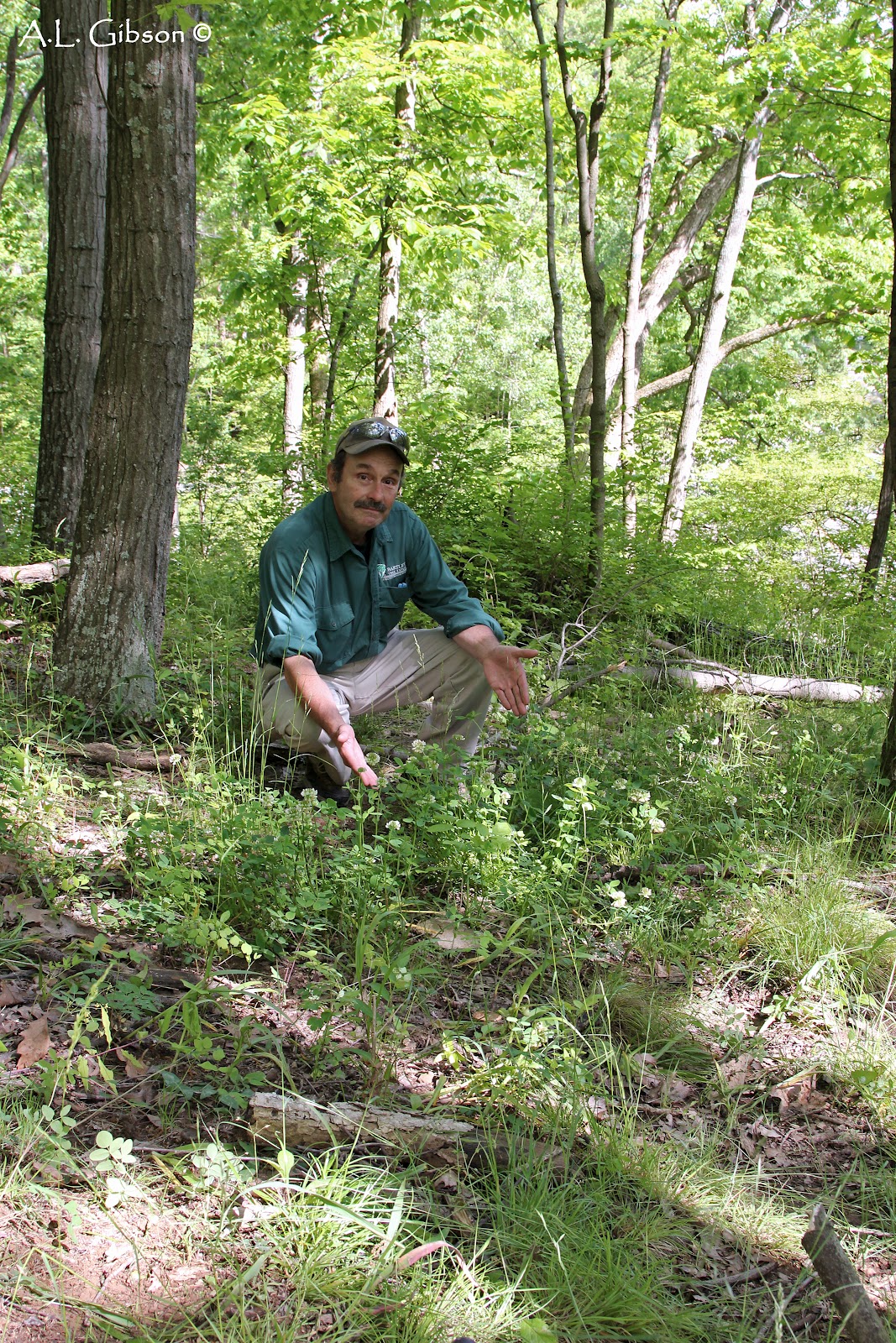 Clover Running Buffalo