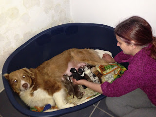 Australian Shepherd litter