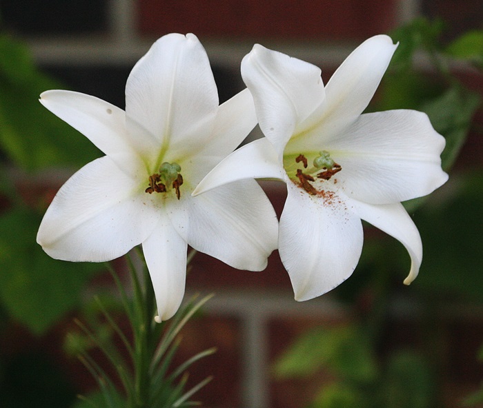 Gardening With Nature The Philippine lilies are blooming