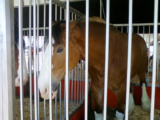 Budwesier Clydesdale