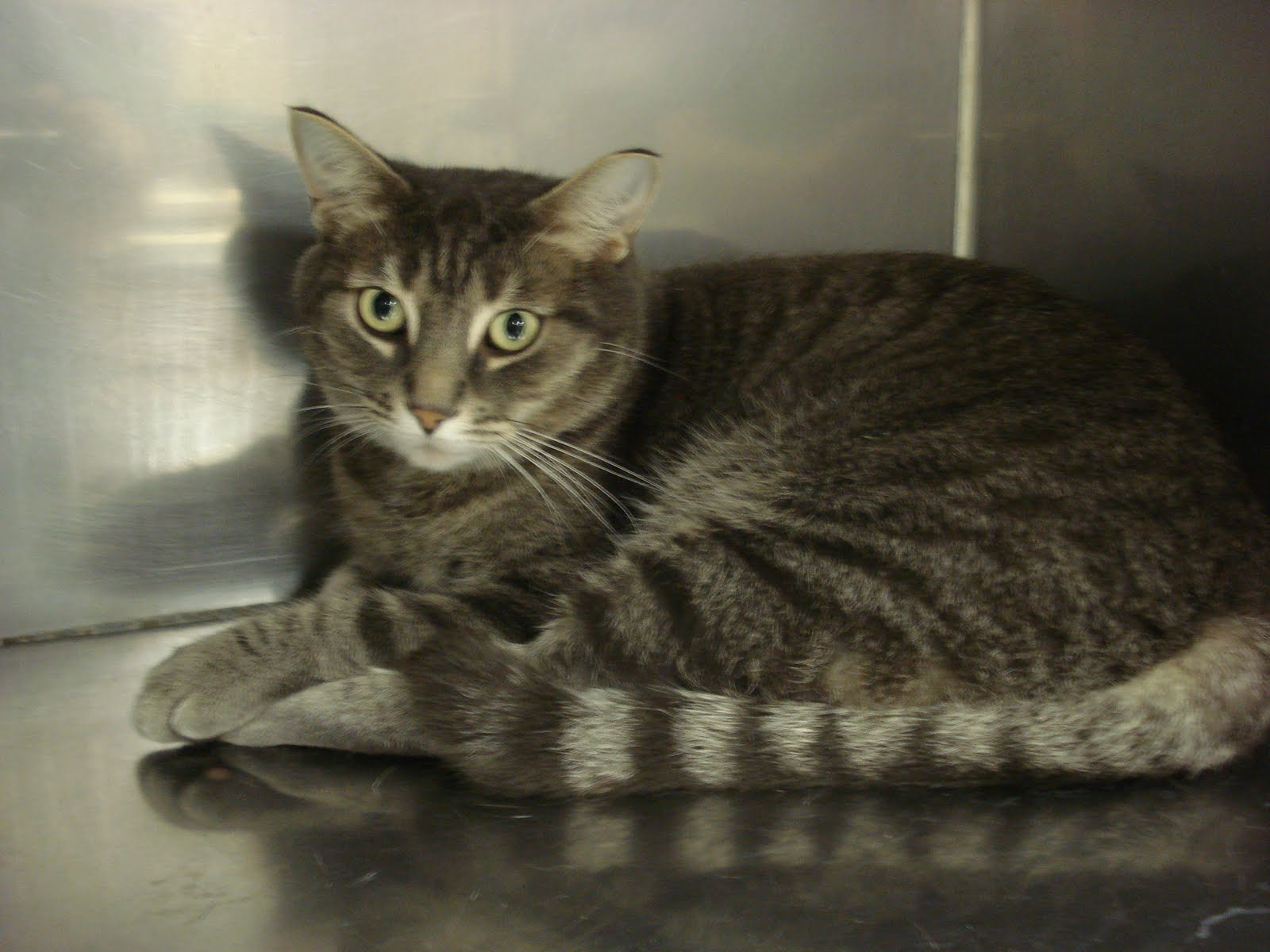 Royal City Animal Hospital My cat is blocked!